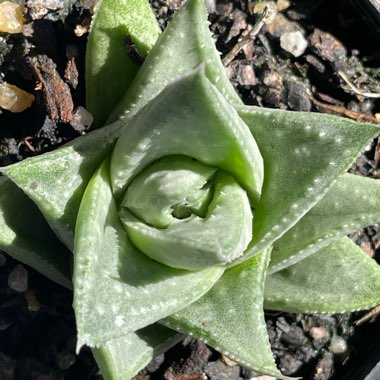 Gasteraloe Silver Swirls