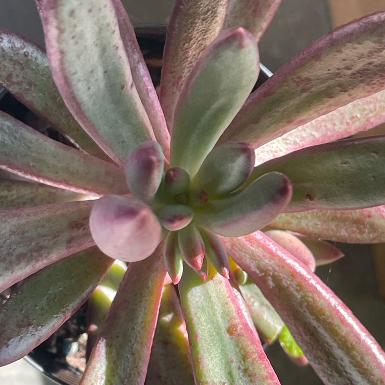 Plant image Pachyveria Red Banana 