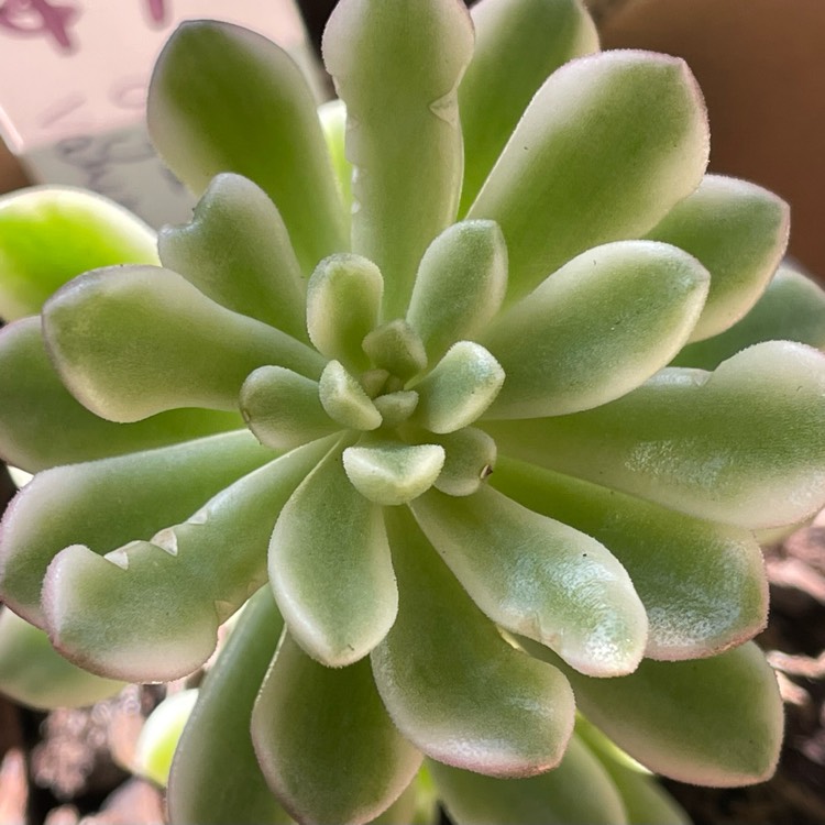 Plant image Sedum Joyce Tulloch Variegated