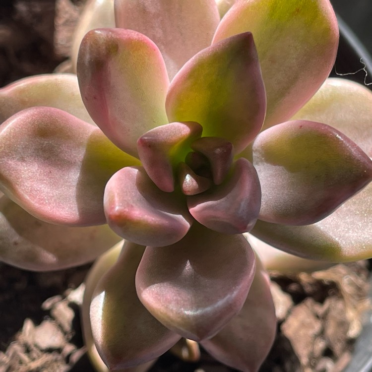 Plant image x Graptosedum Bronze Variegata