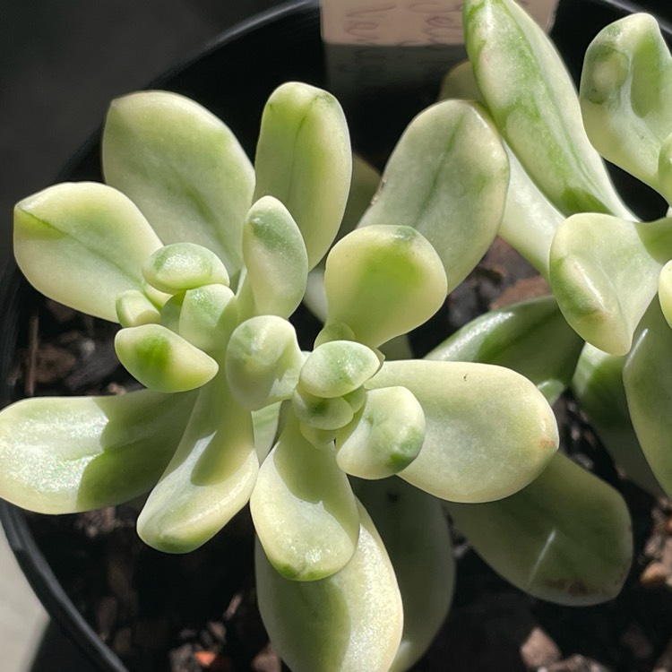 Plant image Sedum ‘Jelly Bean Mickey' Variegata 