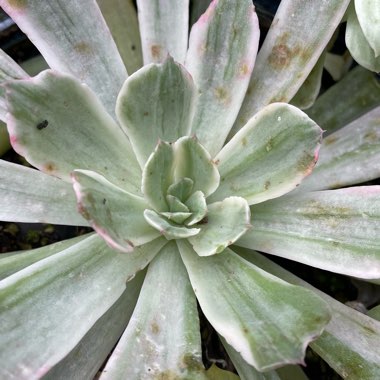 Echeveria Hoveyi