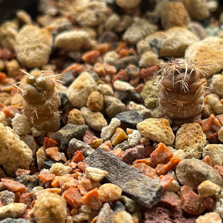 Plant image Tephrocactus alexanderi 'Geometricus' syn. Tephrocactus geometricus