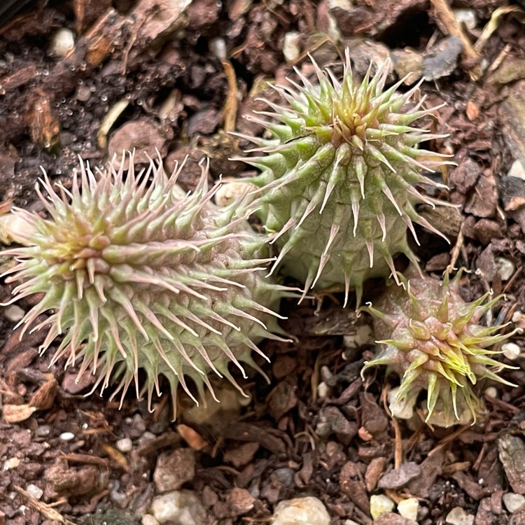 Plant image Huernia pillansii