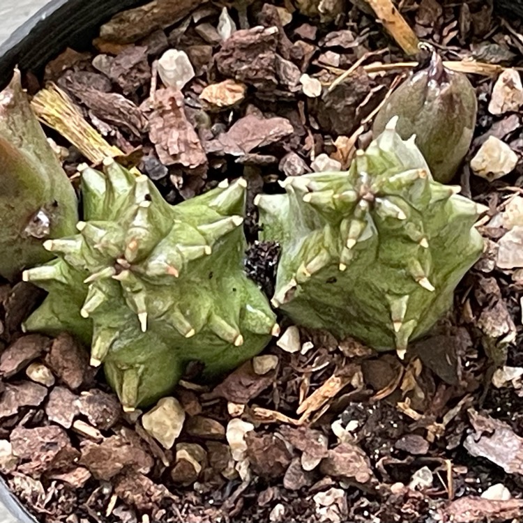 Plant image Huernia thuretii