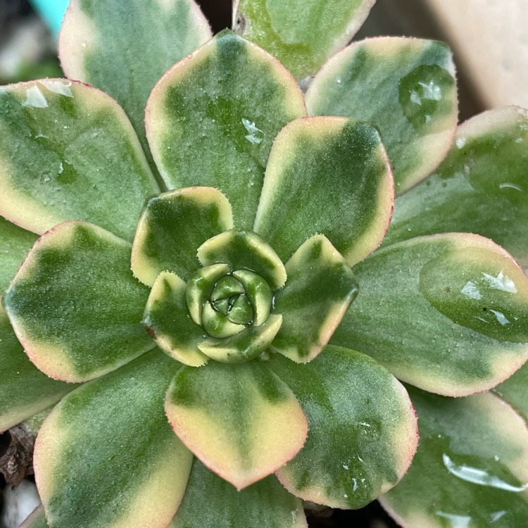 Plant image Aeonium Sweet Green Tea variegated