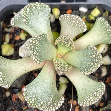 Titanopsis Calcarea (Living Jewel)