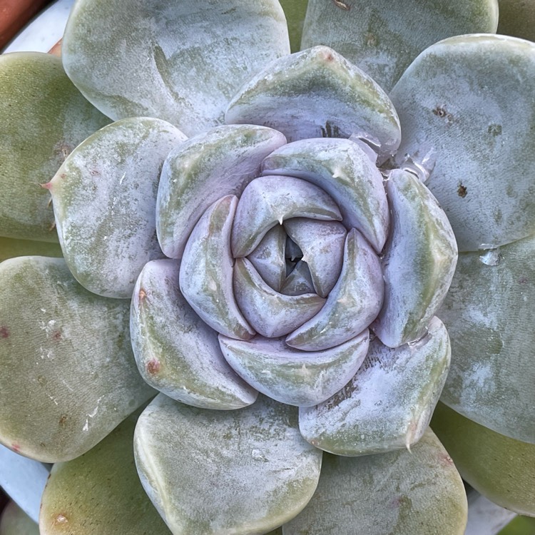 Plant image Echeveria Snow Bunny