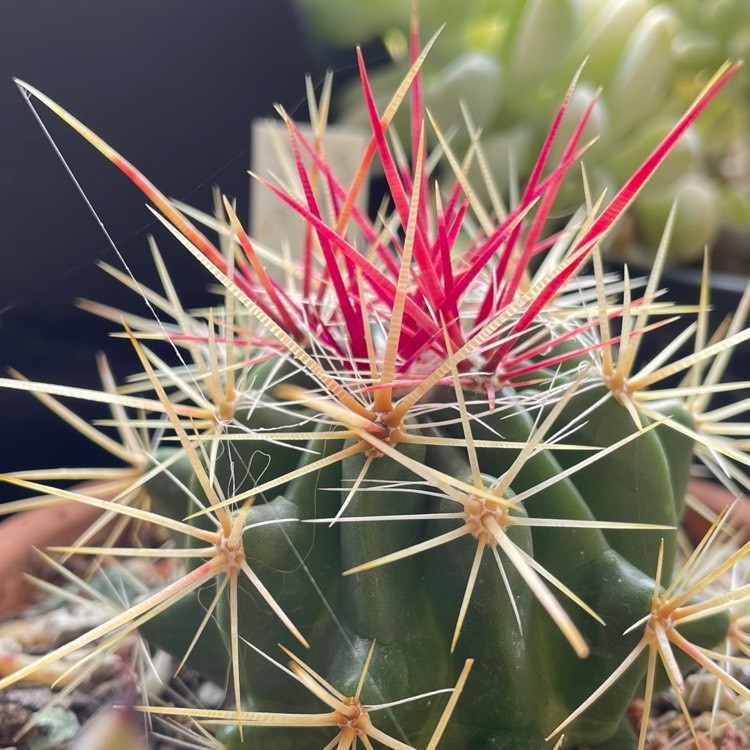 Plant image Ferocactus Stanesii syn. Ferocactus stainesii : Ferocactus pilosus ; Ferocactus pringlei