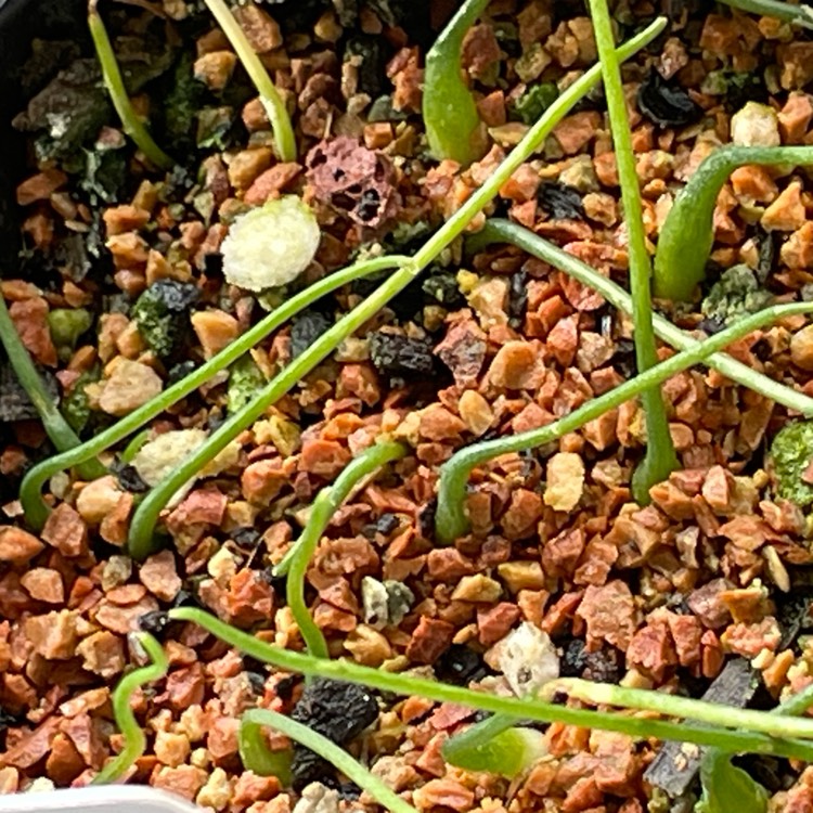 Plant image Ornithogalum concordianum syn. Albuca Concordiana