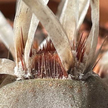 Tephrocactus articulatus 'Papyracanthus' syn. Tephrocactus articulatus var. papyracanthus