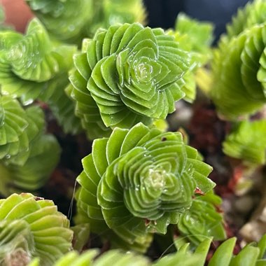 Crassula 'Spiralis' syn. Crassula 'Estagnol'