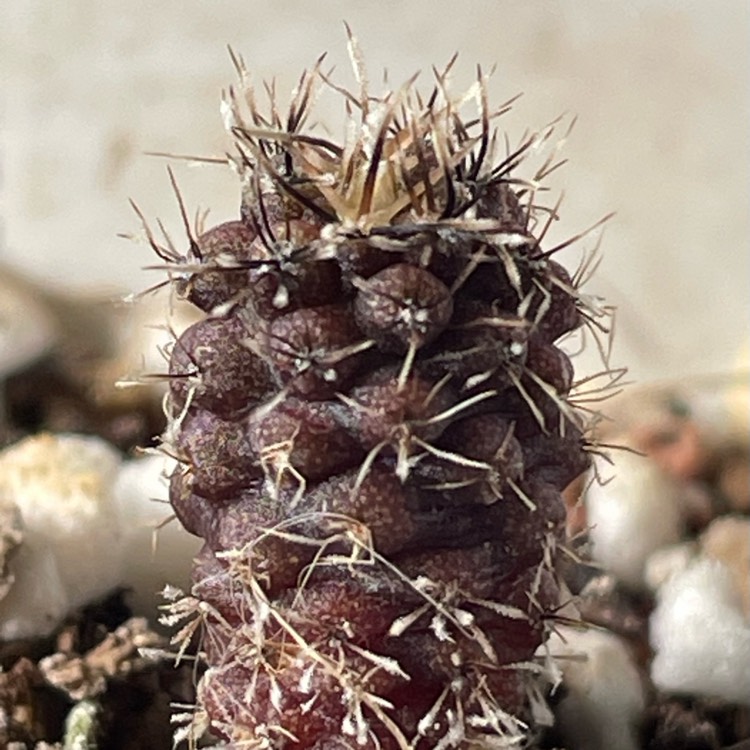 Plant image Neochilenia Occulta 