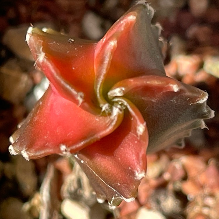 plant image 1674713