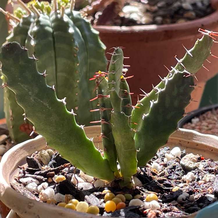 Plant image Euphorbia stellata