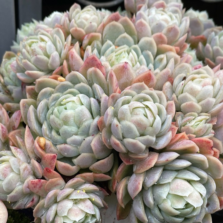 Plant image Echeveria Raspberry Ice