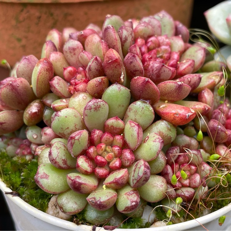 Plant image Echeveria Nocturne