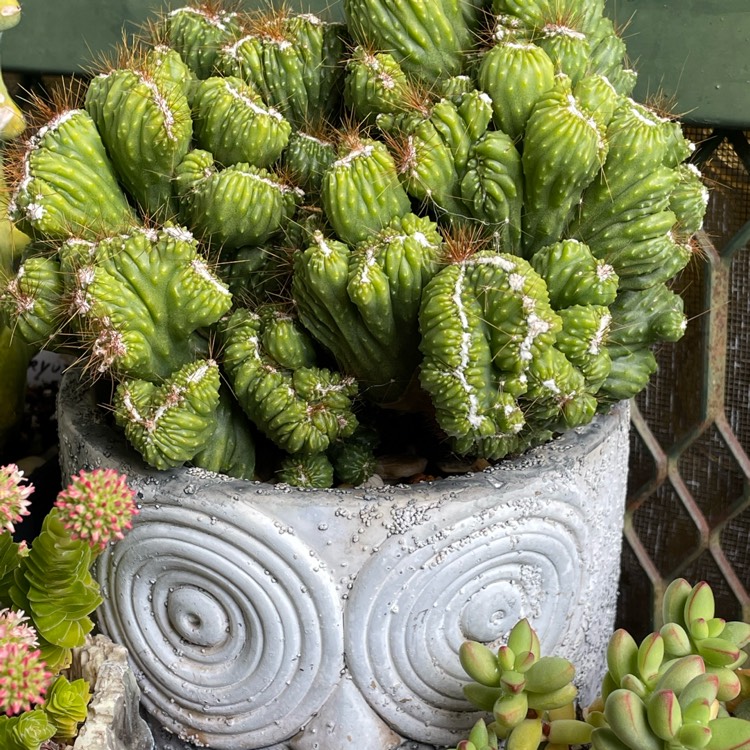 Plant image Cereus monstrosus (Blue and Gold)