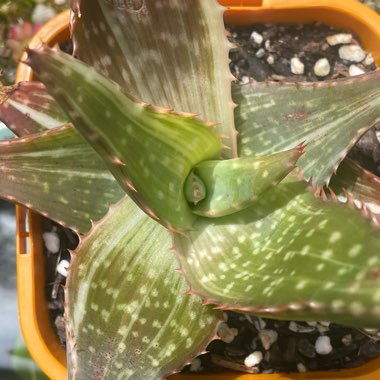 Aloe Maculata