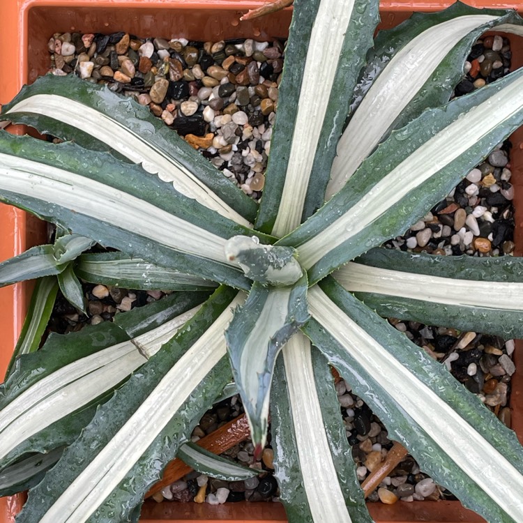 Plant image Agave americana 'Mediopicta Alba'