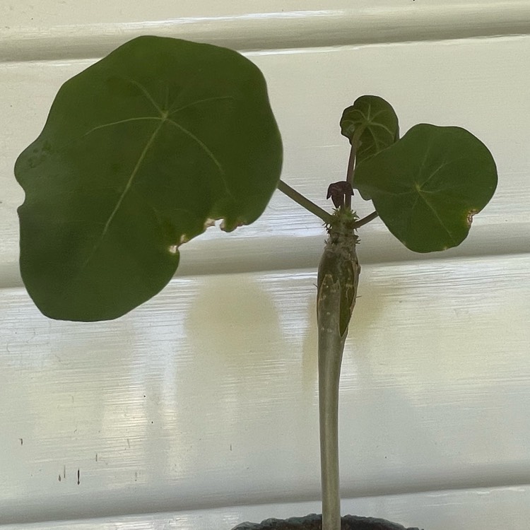 Plant image Jatropha Podagrica