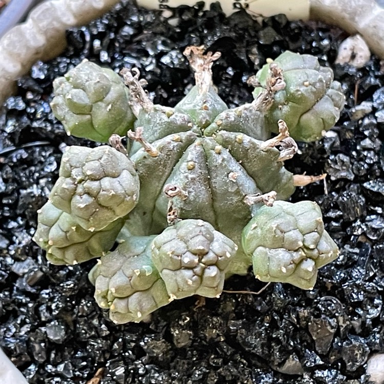 Plant image Euphorbia Pseudoglobosa