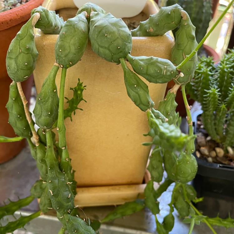 Plant image Euphorbia globosa