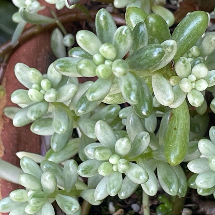 Sedum Rubrotinctum 'Aurora', Sedum 'Pink Jelly Beans' - uploaded by ...