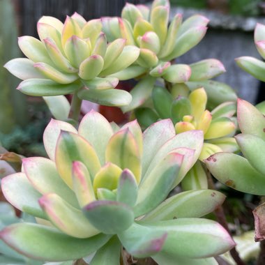 Echeveria Minibelle Verigated 