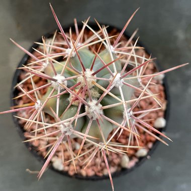 Fire Barrel Cactus