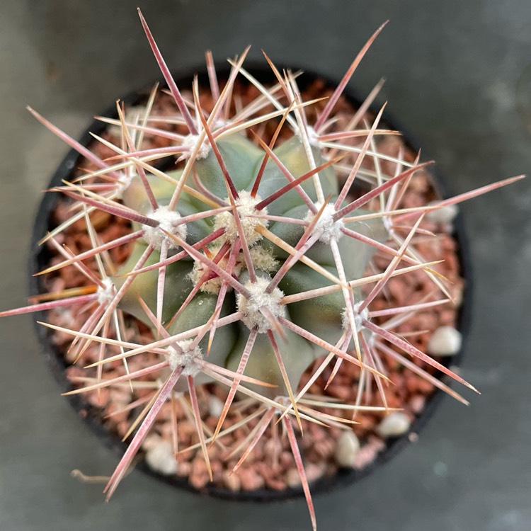 Plant image Ferocactus gracilis variegata