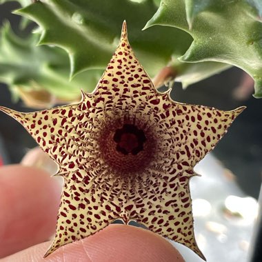 Huernia thuretii