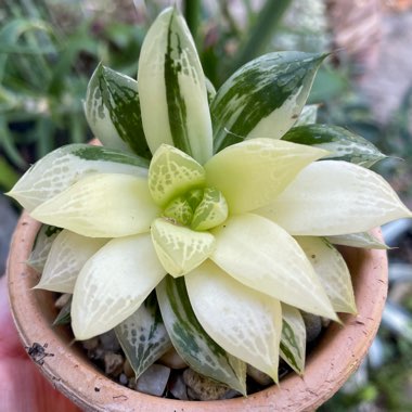 Variegated Haworthia cymbiformis