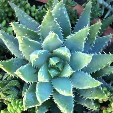 Aloe Brevifolia