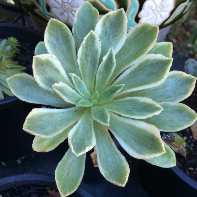 Plant image Aeonium Ballerina