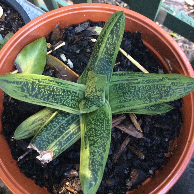 Plant image x Gasteraloe