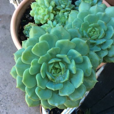 Echeveria Kircheriana