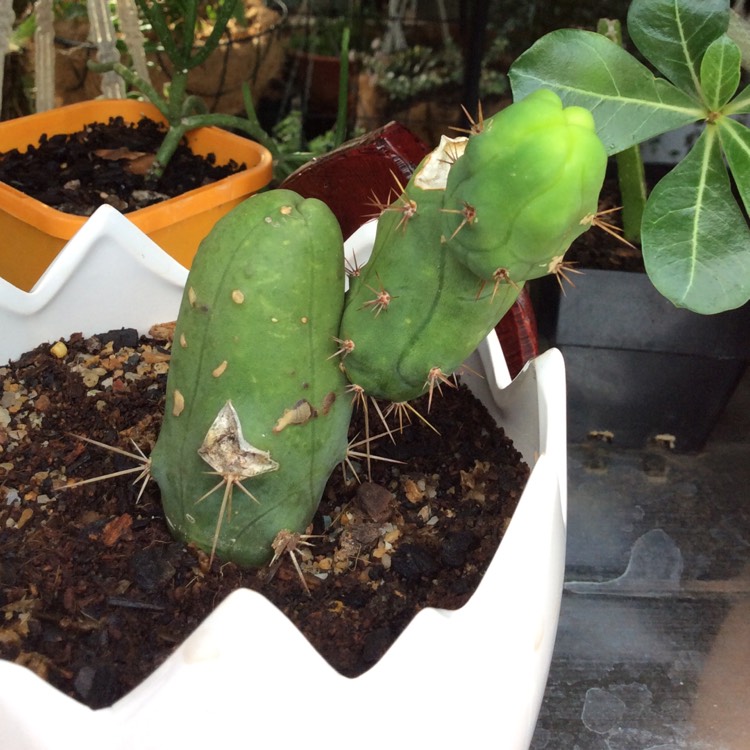 Plant image Echinopsis lageniformus 'Monstrose'