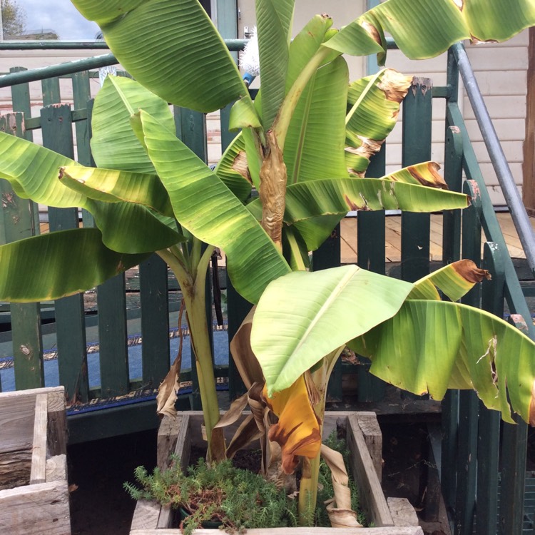 Plant image Musa acuminate 'Lady Finger'