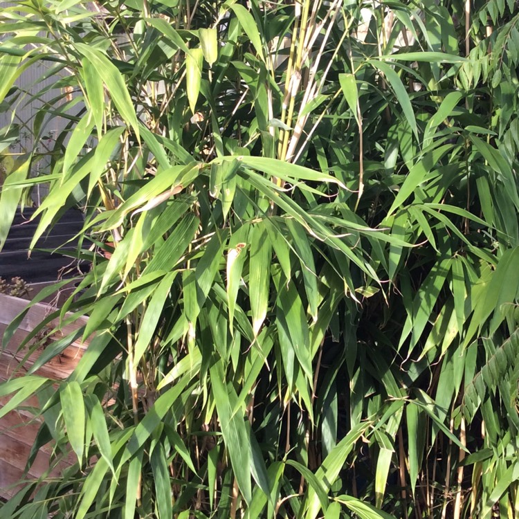 Pseudosasa japonica syn. Arundinaria japonica, Arrow bamboo - uploaded ...