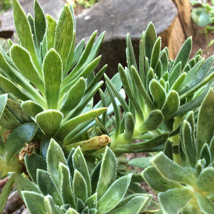 Plant image Aeonium simsii