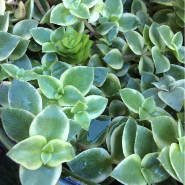 Plant image Crassula 'Isabella'