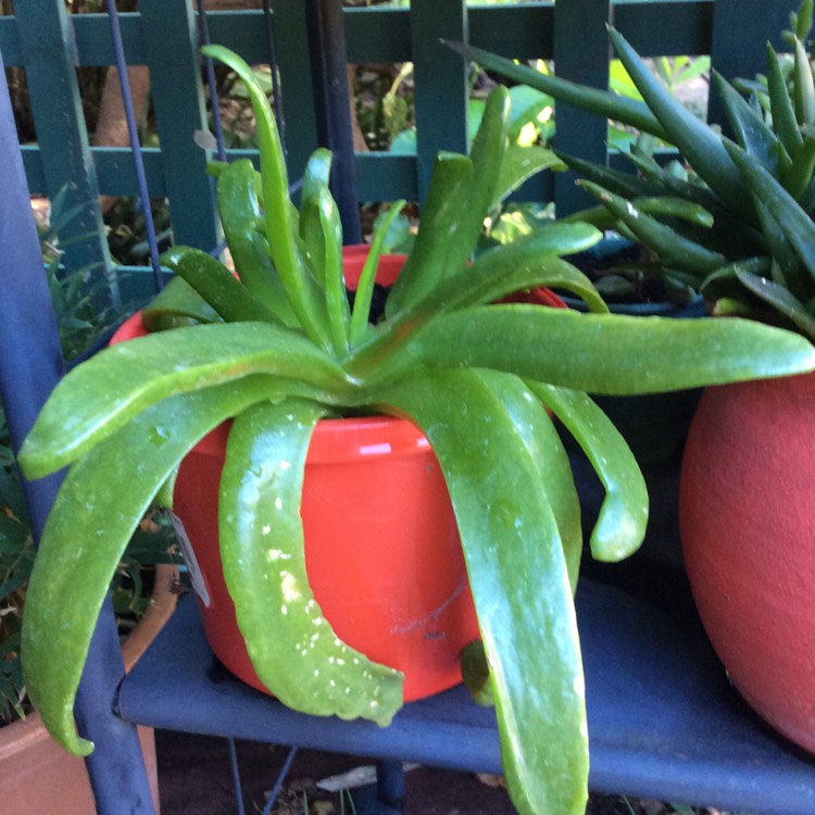 Plant image Glottiphyllum Longum