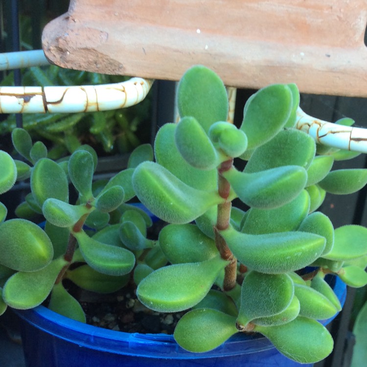 Plant image Crassula rogersii