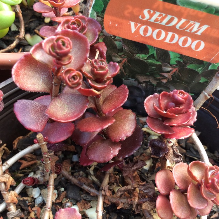 Plant image Sedum Spurium 'Voodoo'