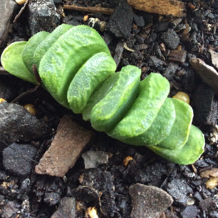 Plant image Haworthia truncata 'Lime Green'