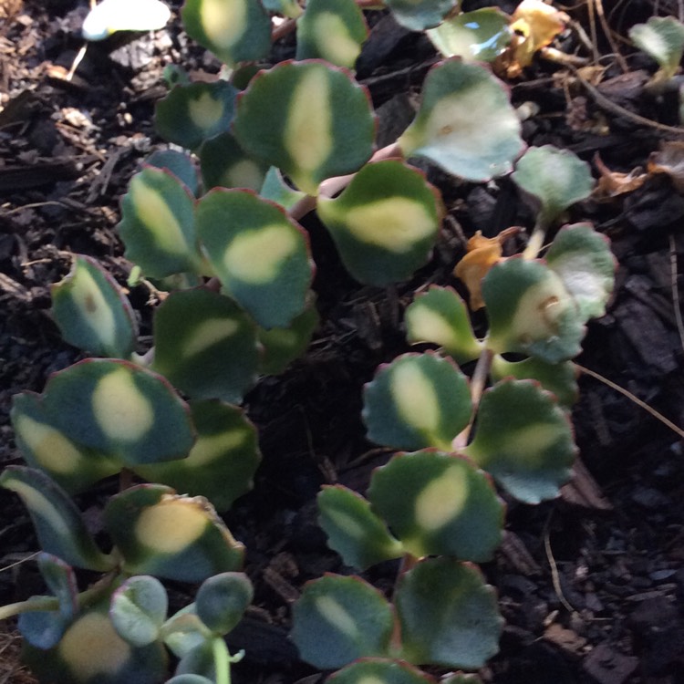 Plant image Hylotelephium Sieboldii var. Sieboldii Mediovariegatum