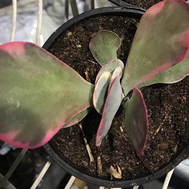 Plant image Kalanchoe Thyrsiflora Variegated