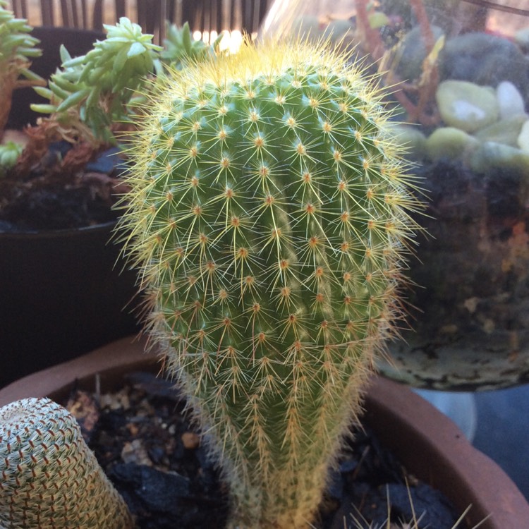 Plant image Parodia  syn. Notocactus