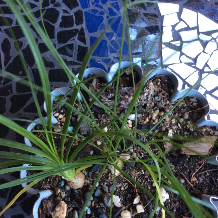 Plant image Albuca namaquensis syn. Albuca circinata, Ornithogalum namaquense